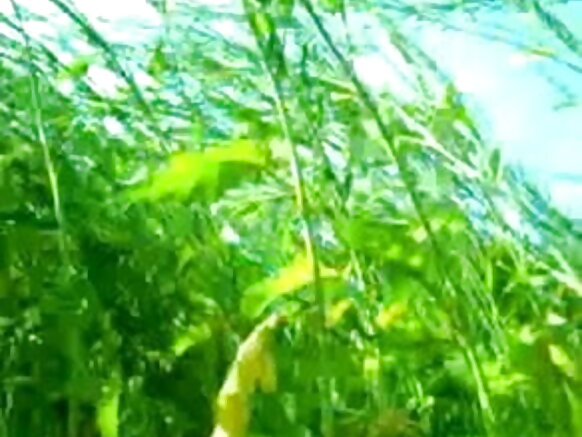 hausa jungle alkawari sexy video selva movie